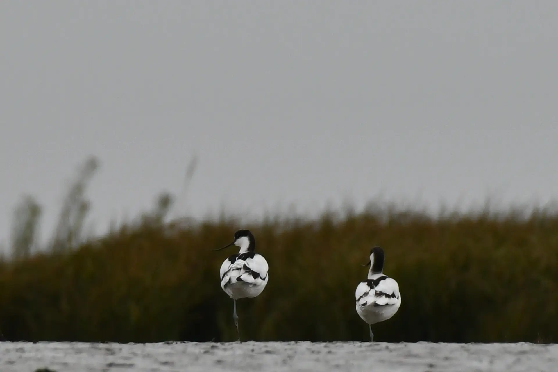 Avocet - Reserva natural do estuário do Tejo - River Friends
